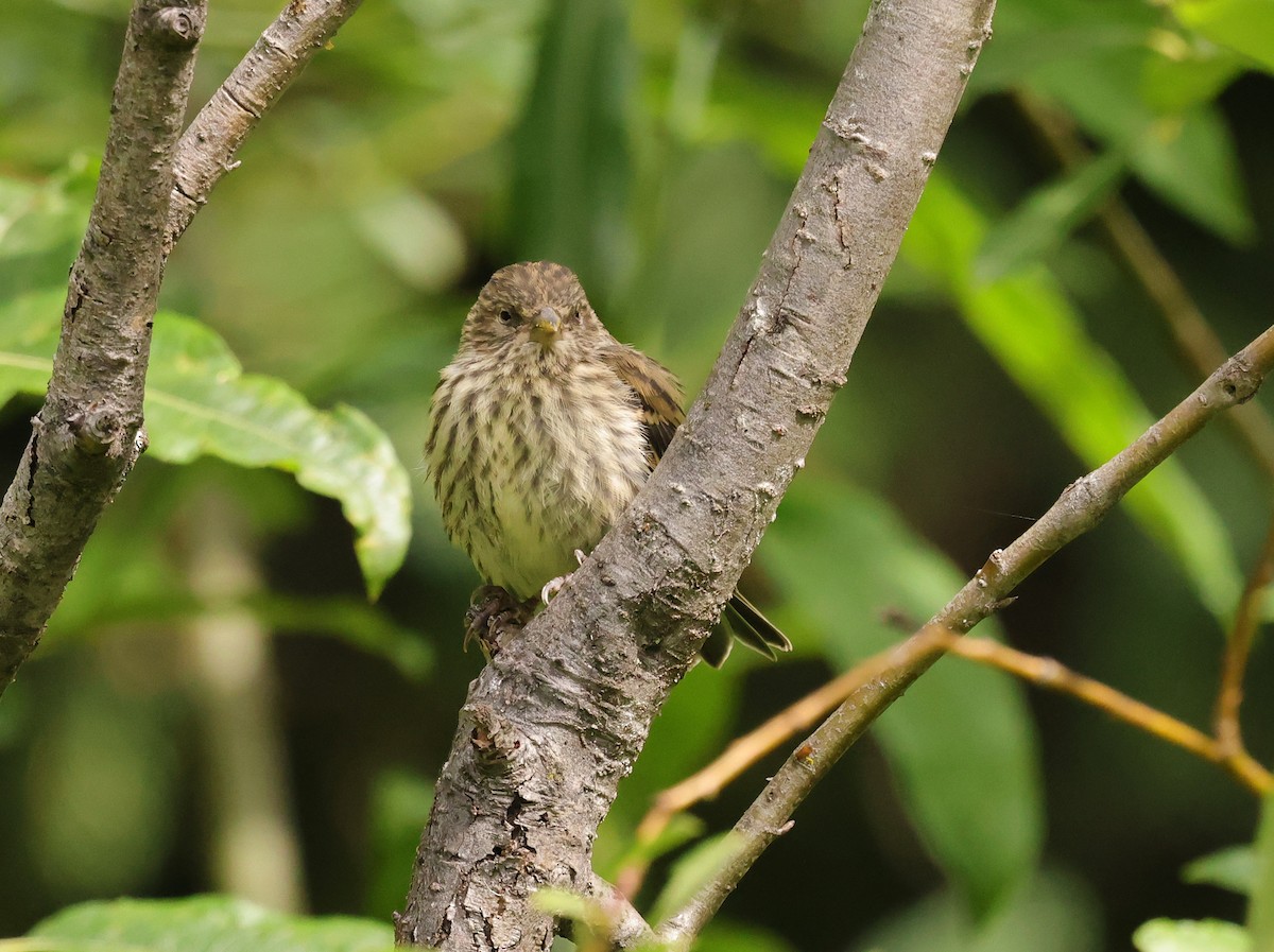 Pine Siskin - ML639975896