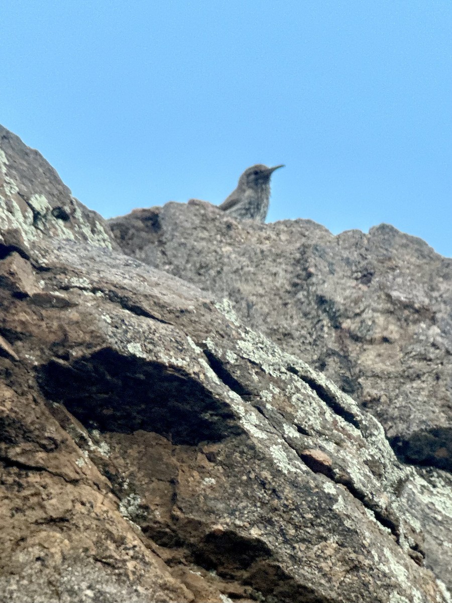 Troglodyte des rochers - ML639975914