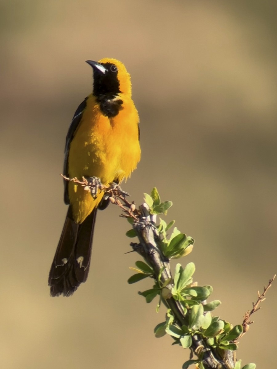 Oriole masqué (groupe nelsoni) - ML639975930