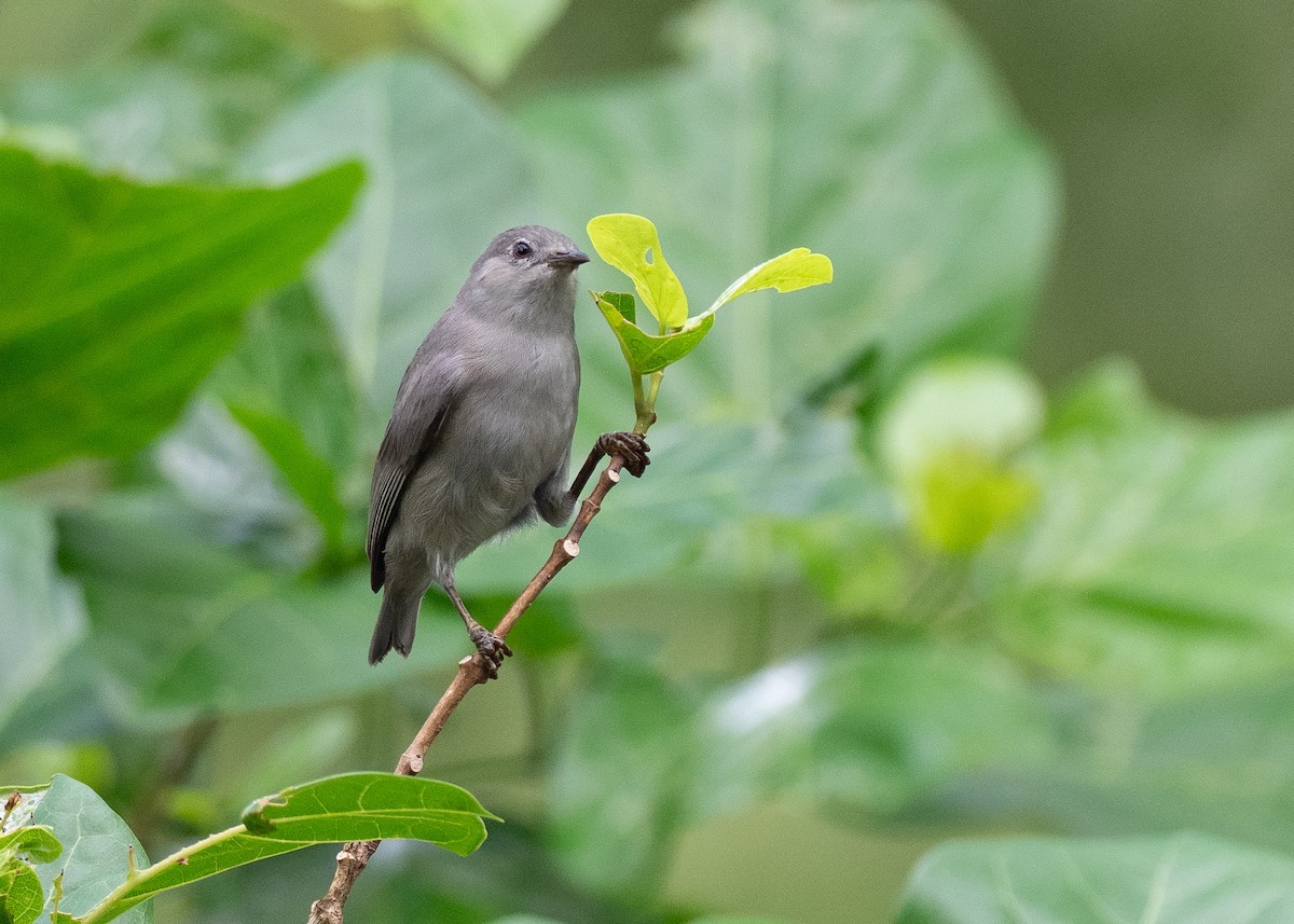 Kosrae White-eye - ML639975951