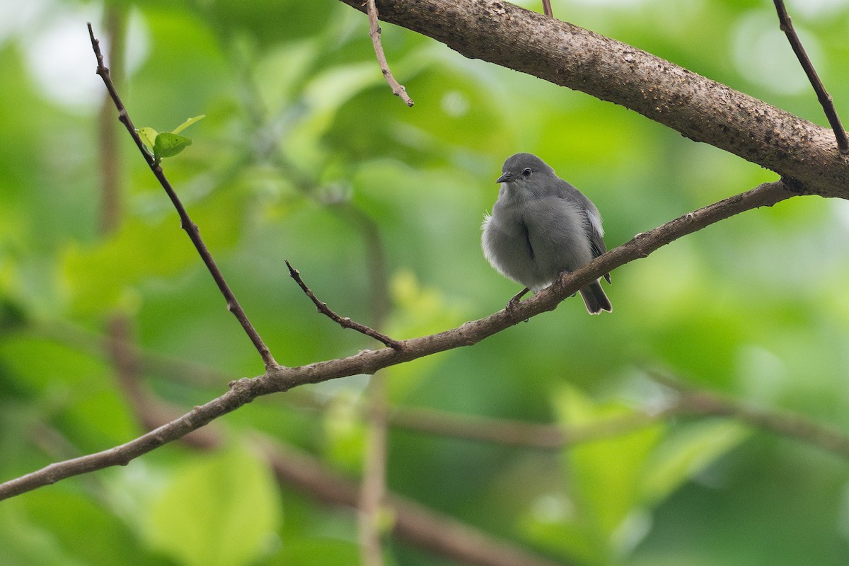 Kosrae White-eye - ML639975952