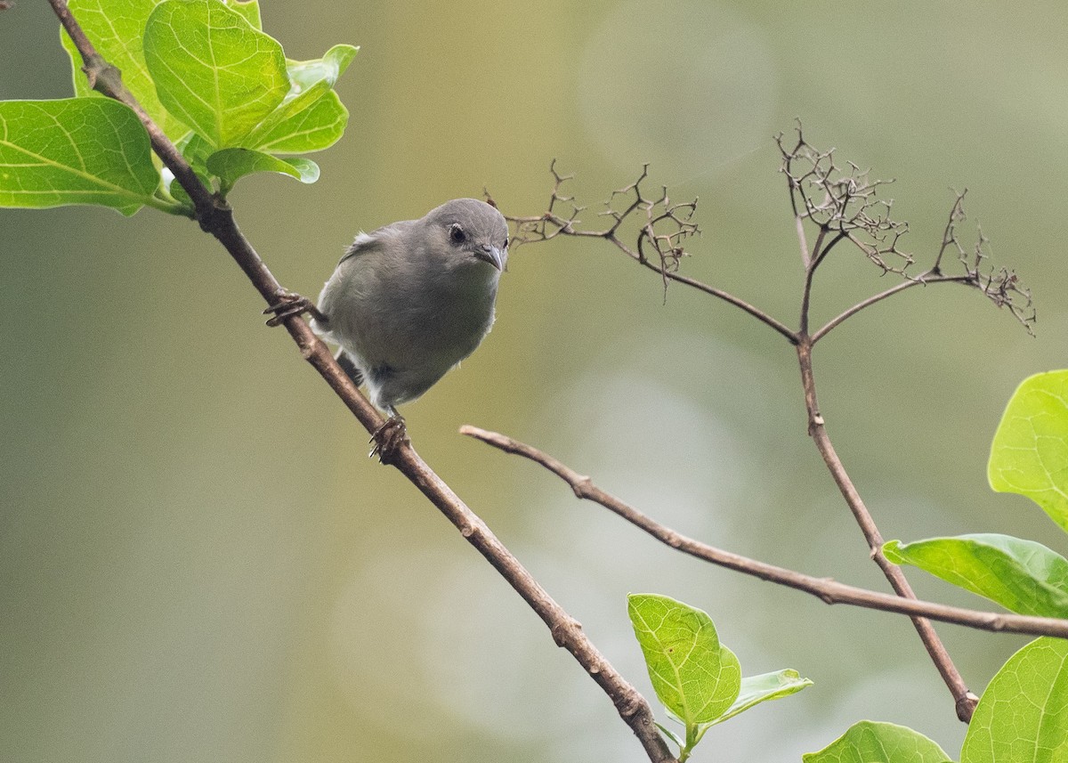 Kosrae White-eye - ML639975953
