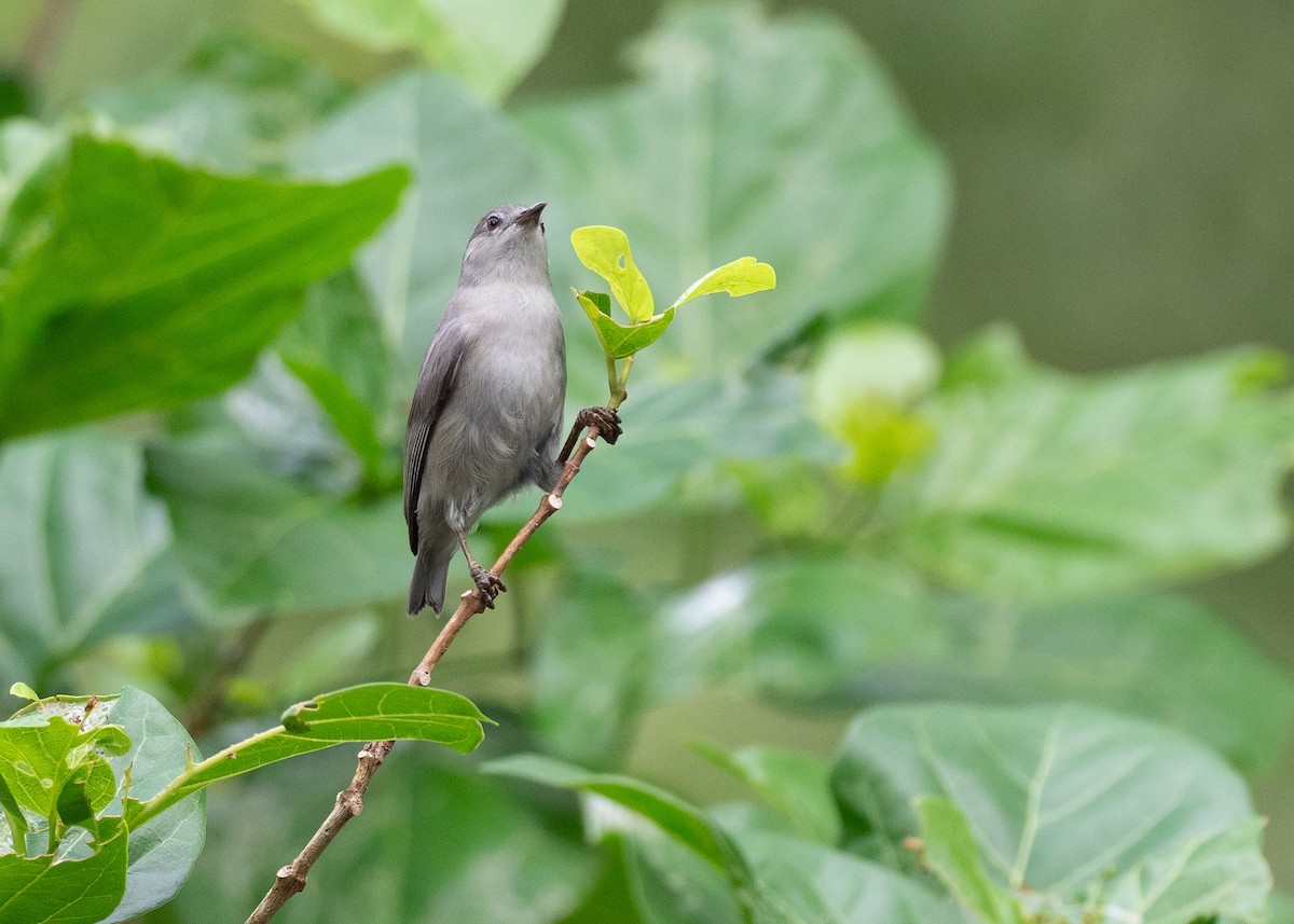 Kosrae White-eye - ML639975954