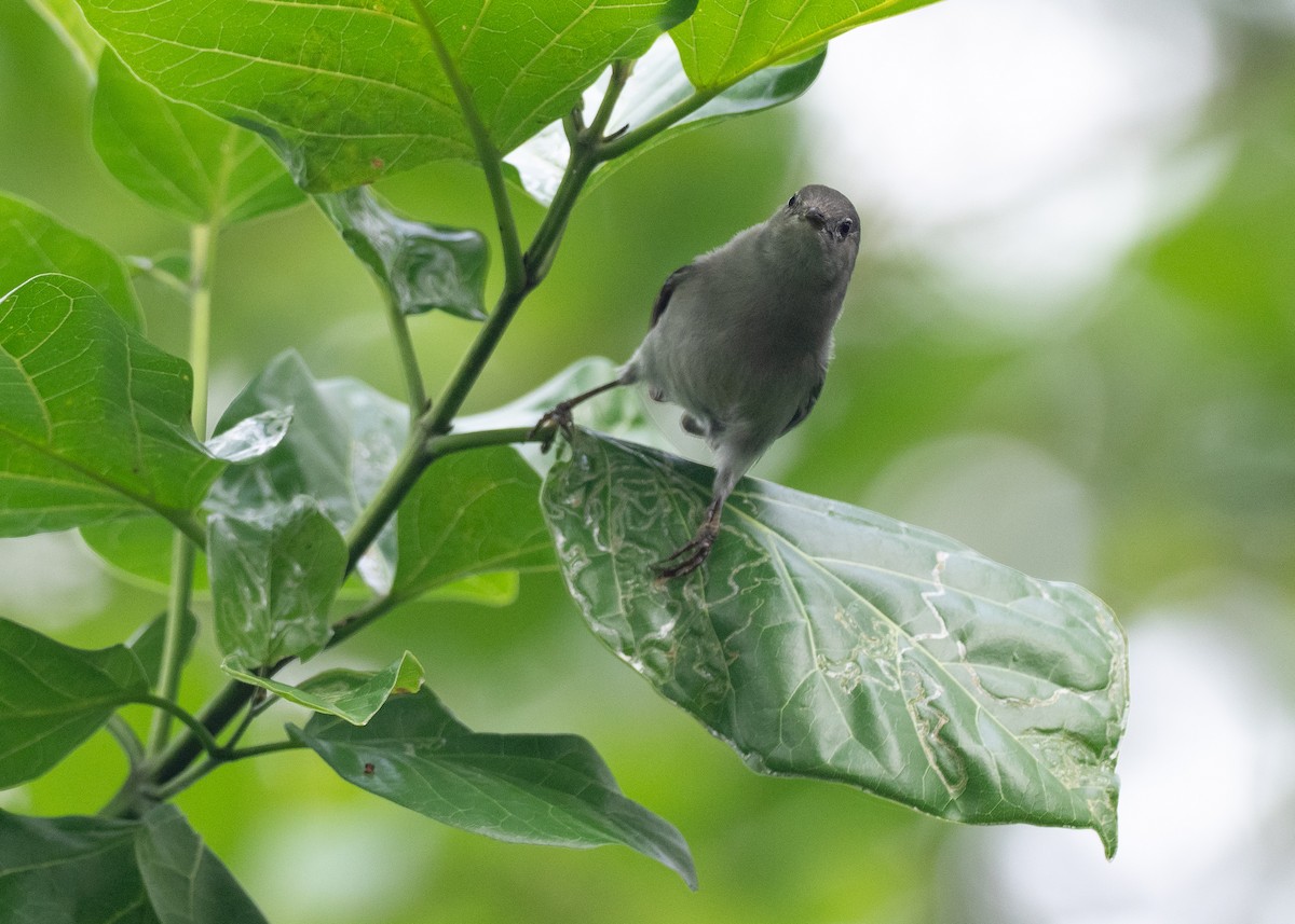 Kosrae White-eye - ML639975961