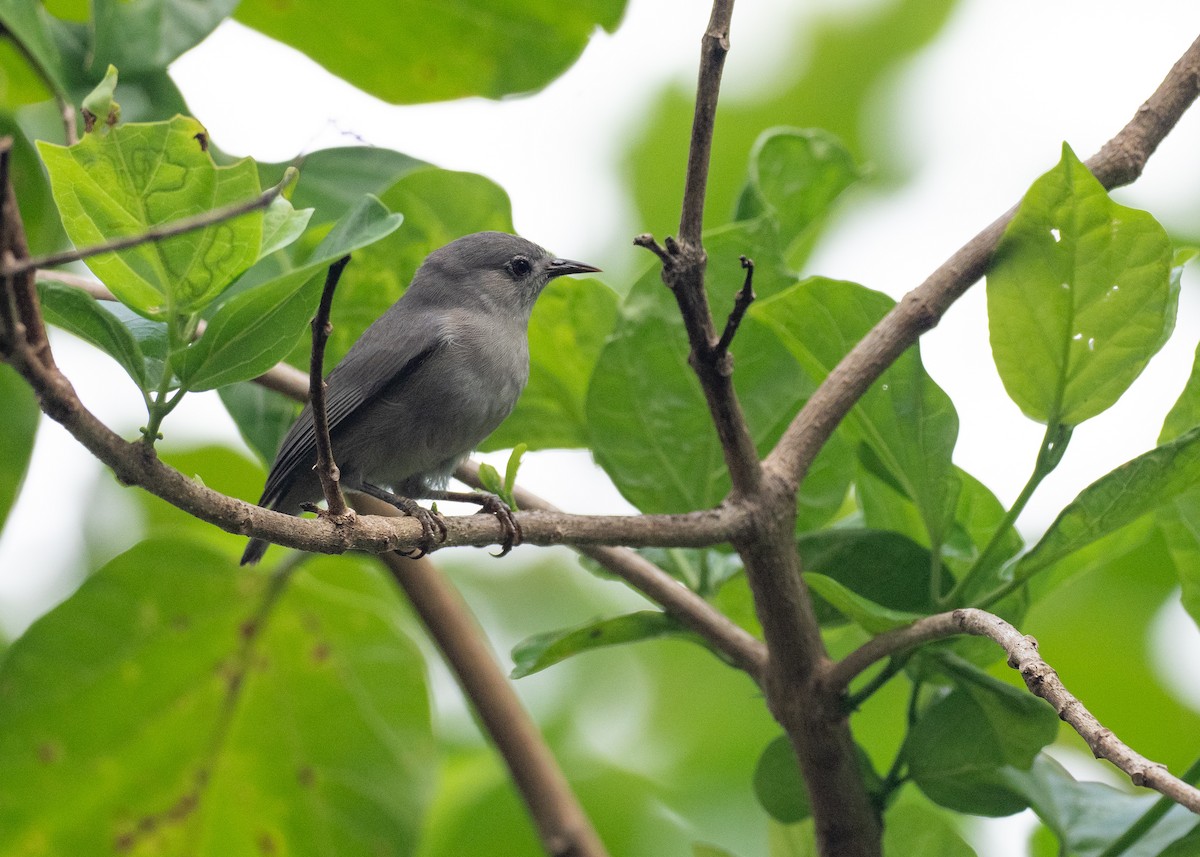 Kosrae White-eye - ML639975964