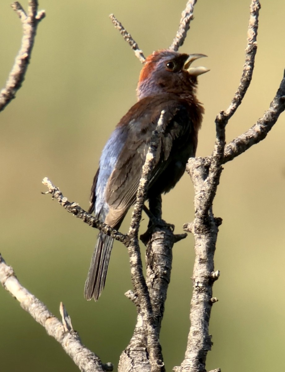 Passerin varié - ML639975974