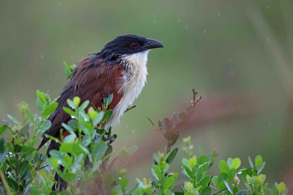Coucal de Burchell - ML639975977