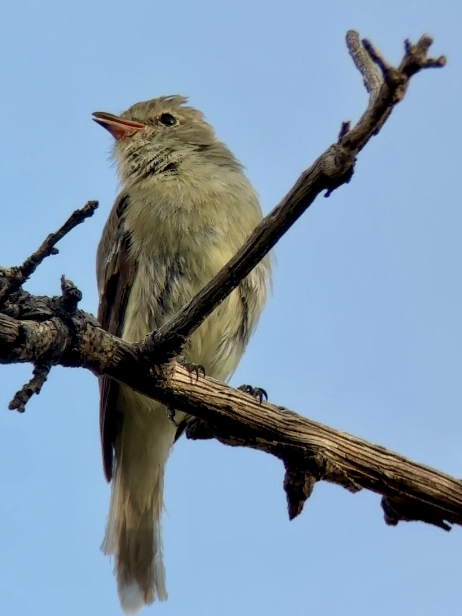 Tyranneau imberbe - ML639976014