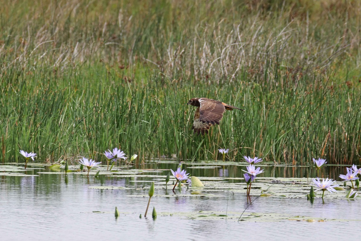 Aguilucho Lagunero Etiópico - ML639976017
