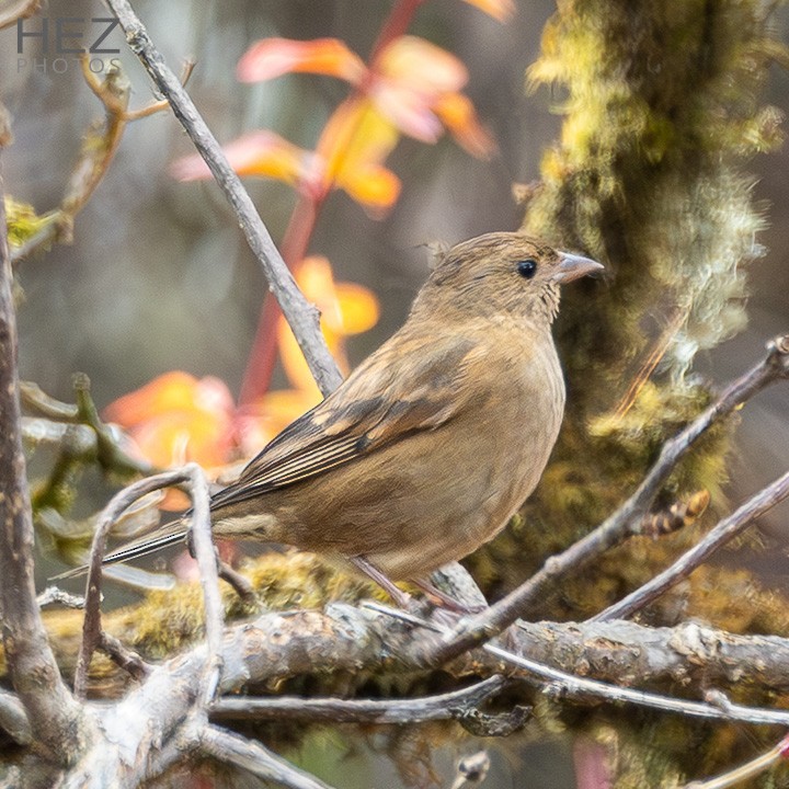 Blanford's Rosefinch - ML639976020