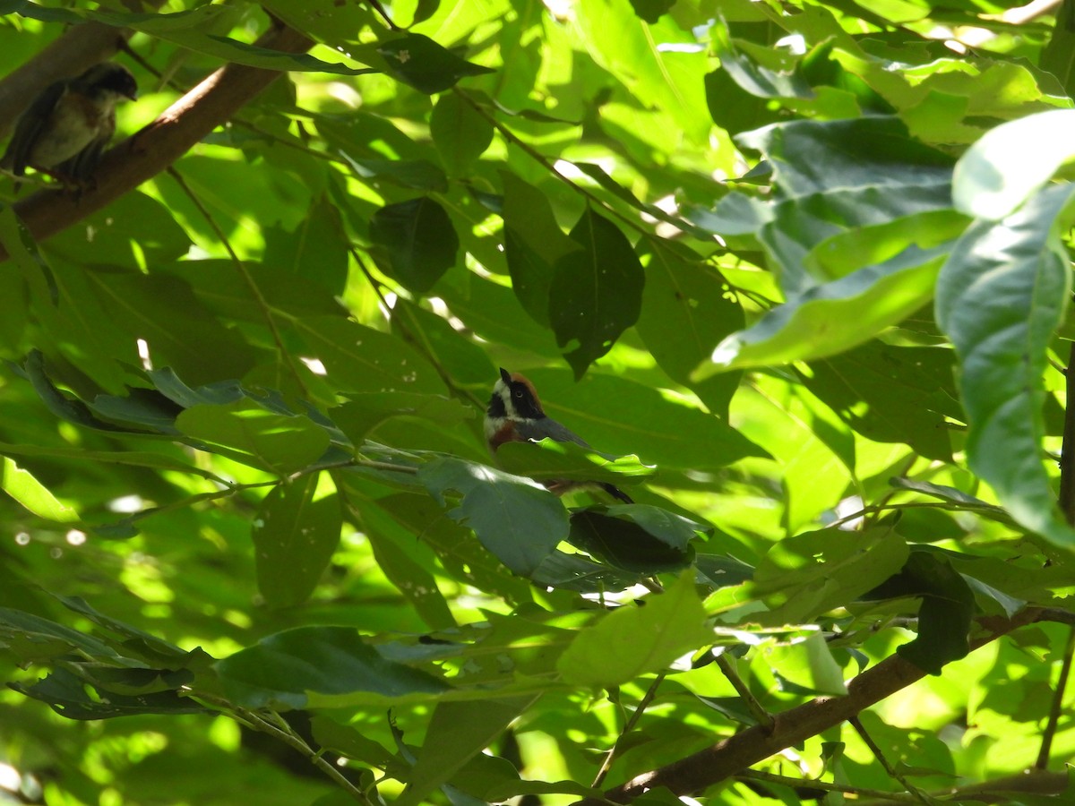 Black-throated Tit - ML639976175