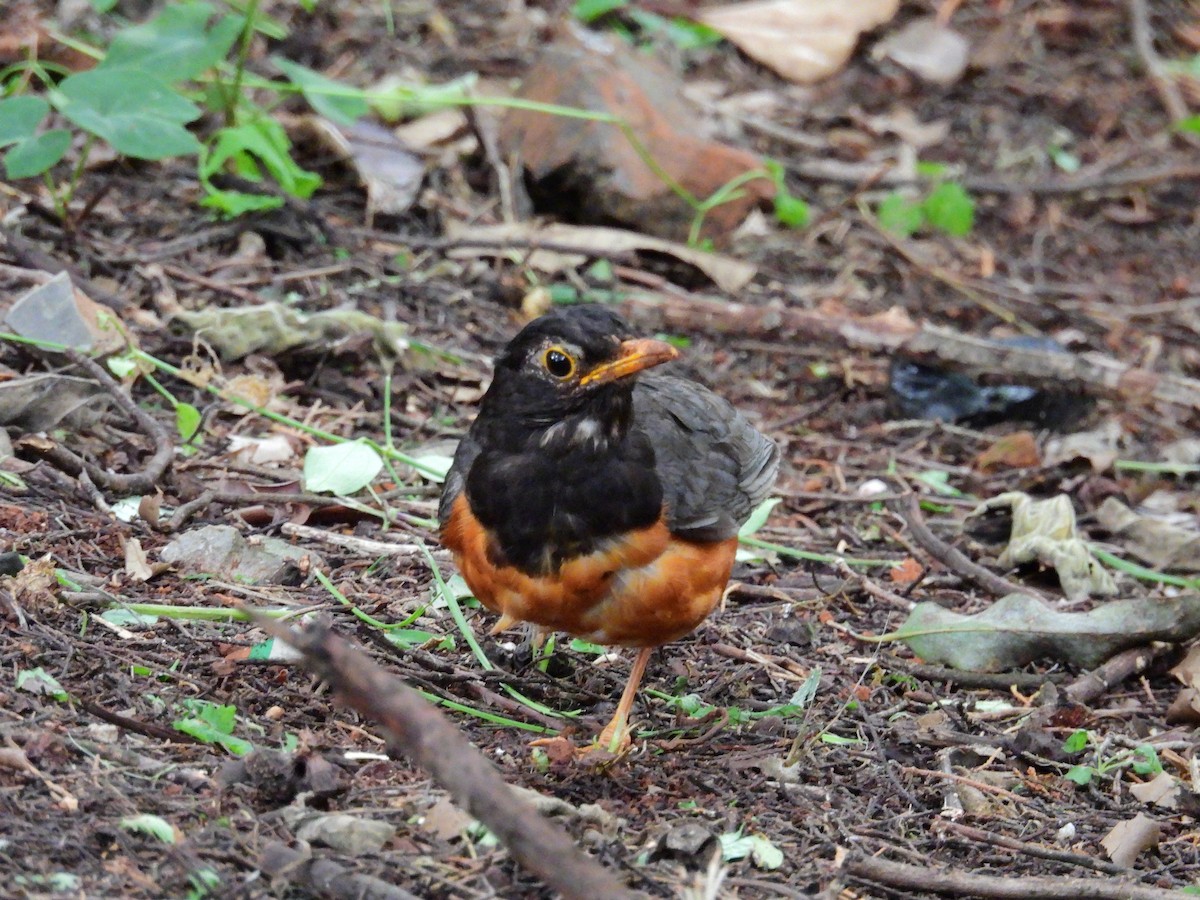 Black-breasted Thrush - ML639976176