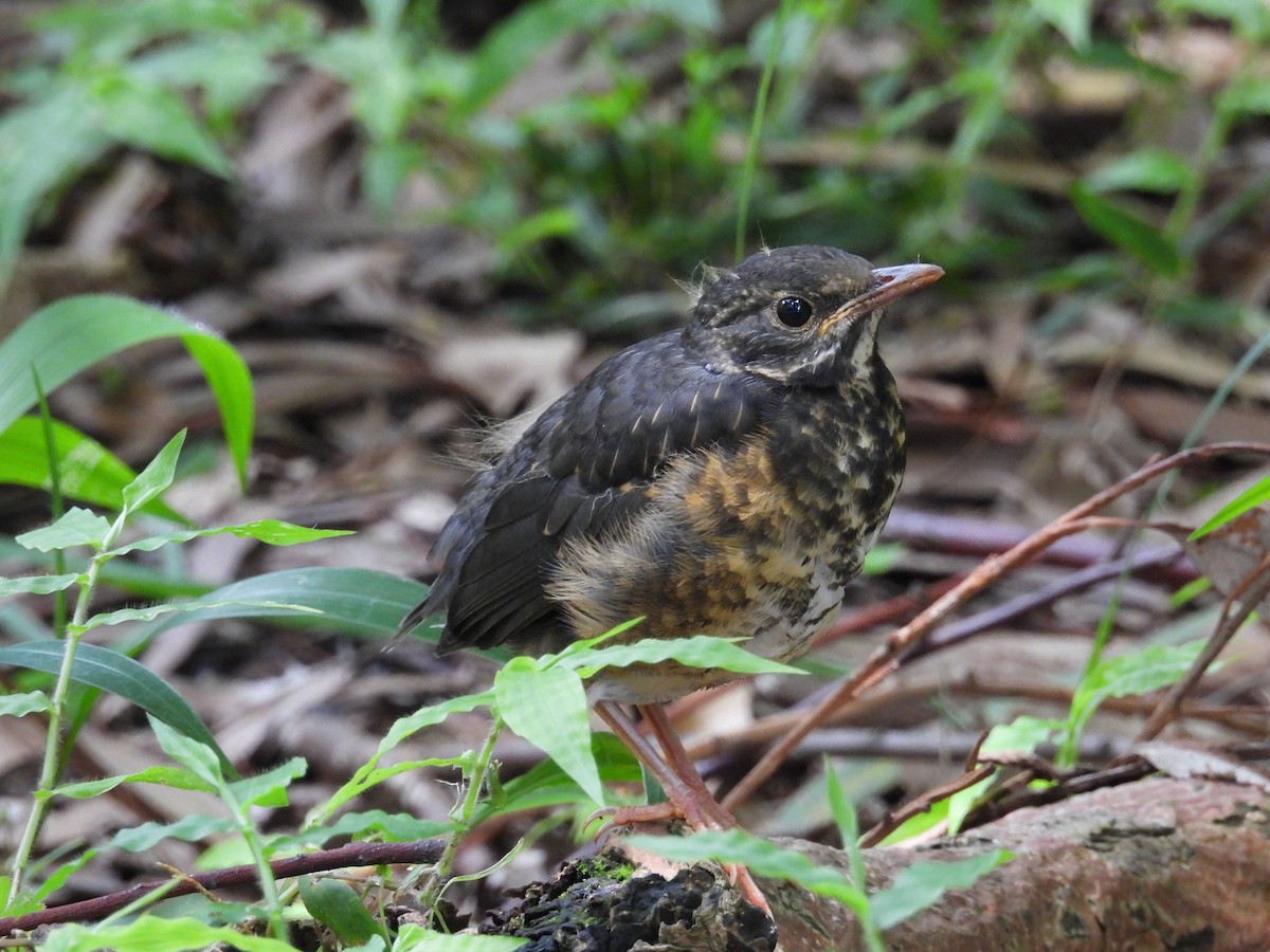 Black-breasted Thrush - ML639976177