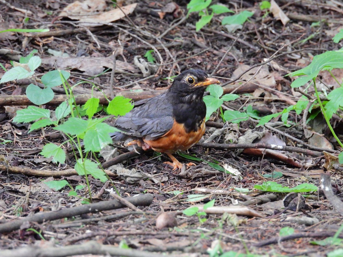 Black-breasted Thrush - ML639976178