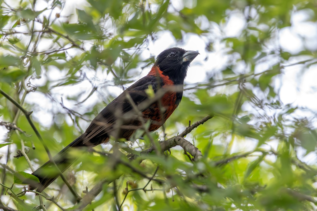 Crimson-collared Grosbeak - ML639976188
