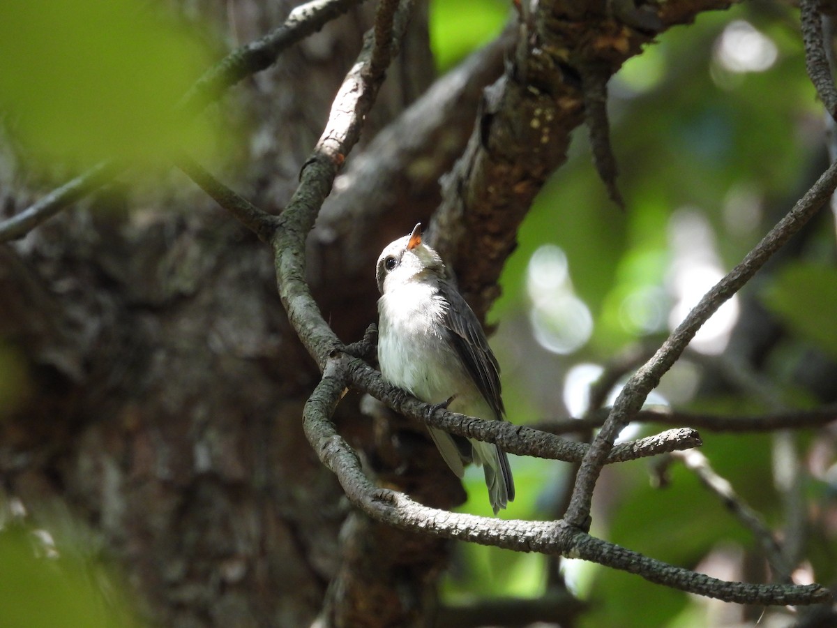 Asian Brown Flycatcher - ML639976194