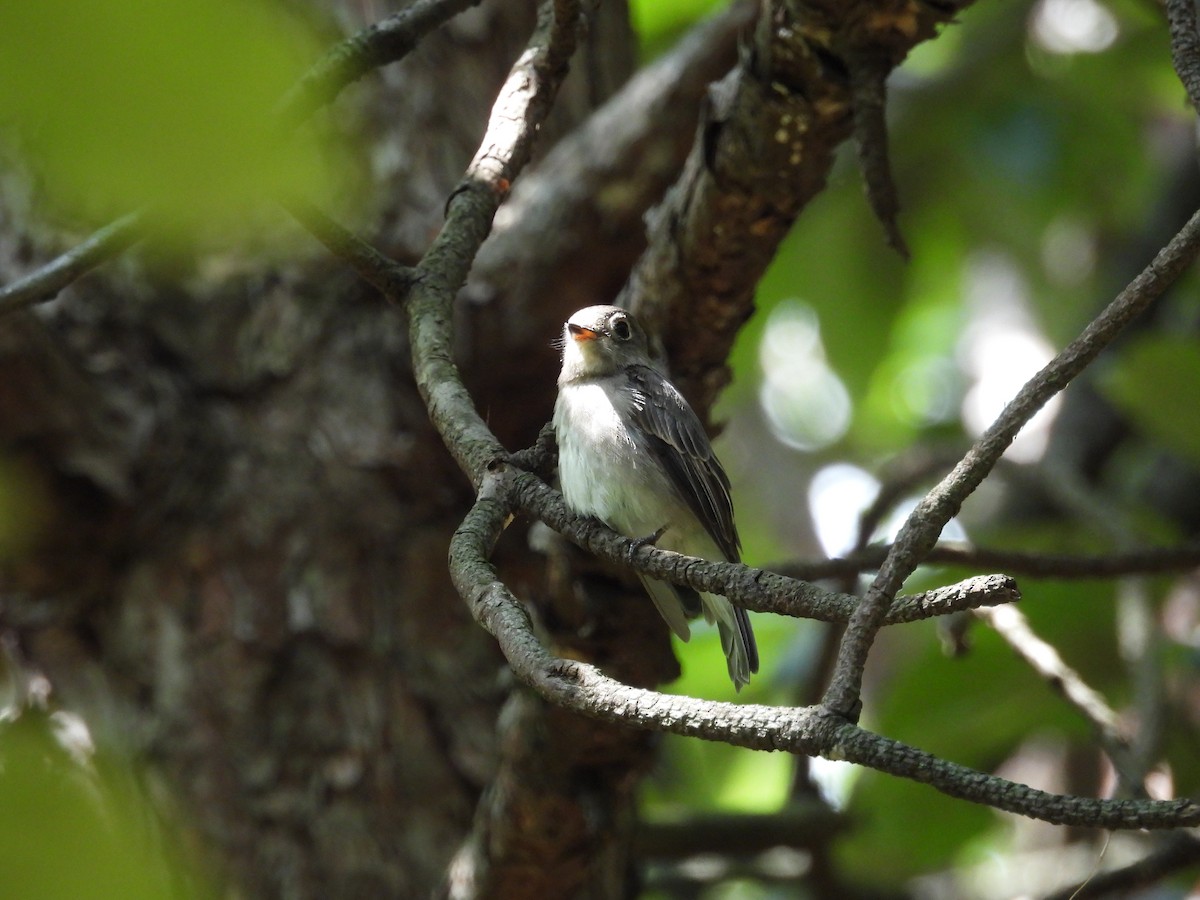 Asian Brown Flycatcher - ML639976195
