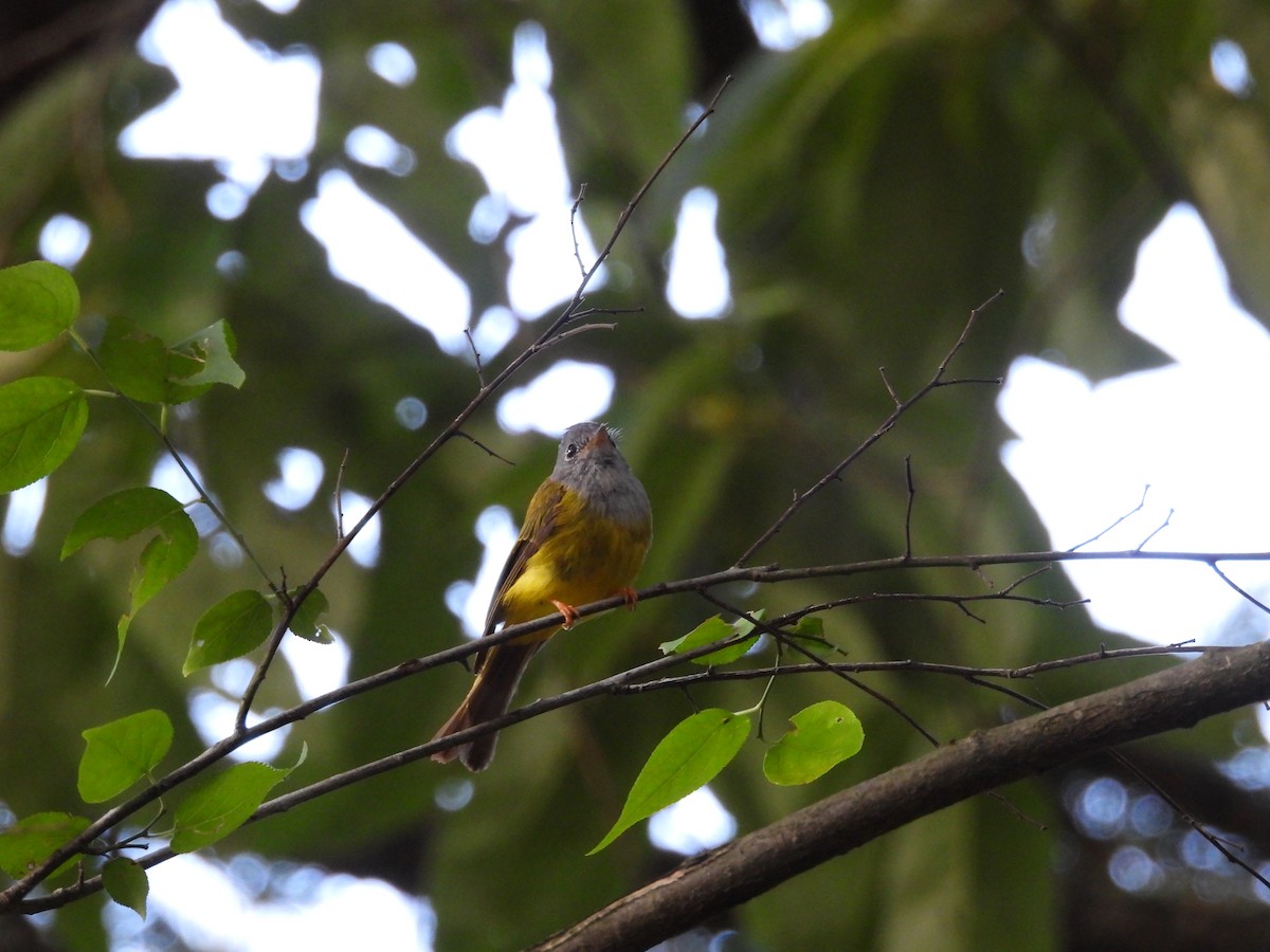 Gray-headed Canary-Flycatcher - ML639976197