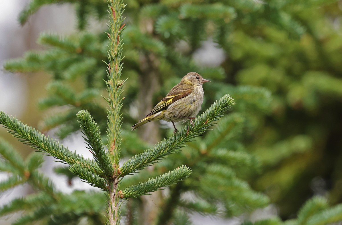 Pine Siskin - ML639976198