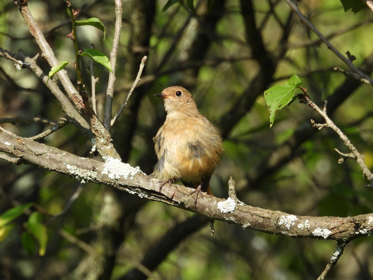 Daurian Redstart - ML639976199