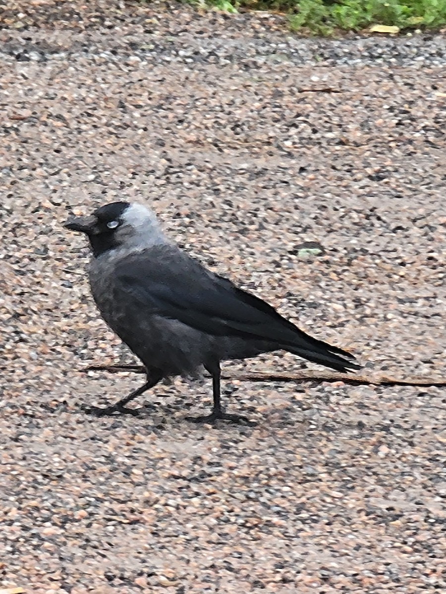 Belatxiki arrunta - ML639976224