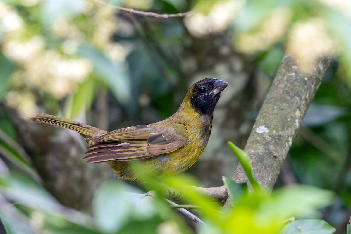 Crimson-collared Grosbeak - ML639976277