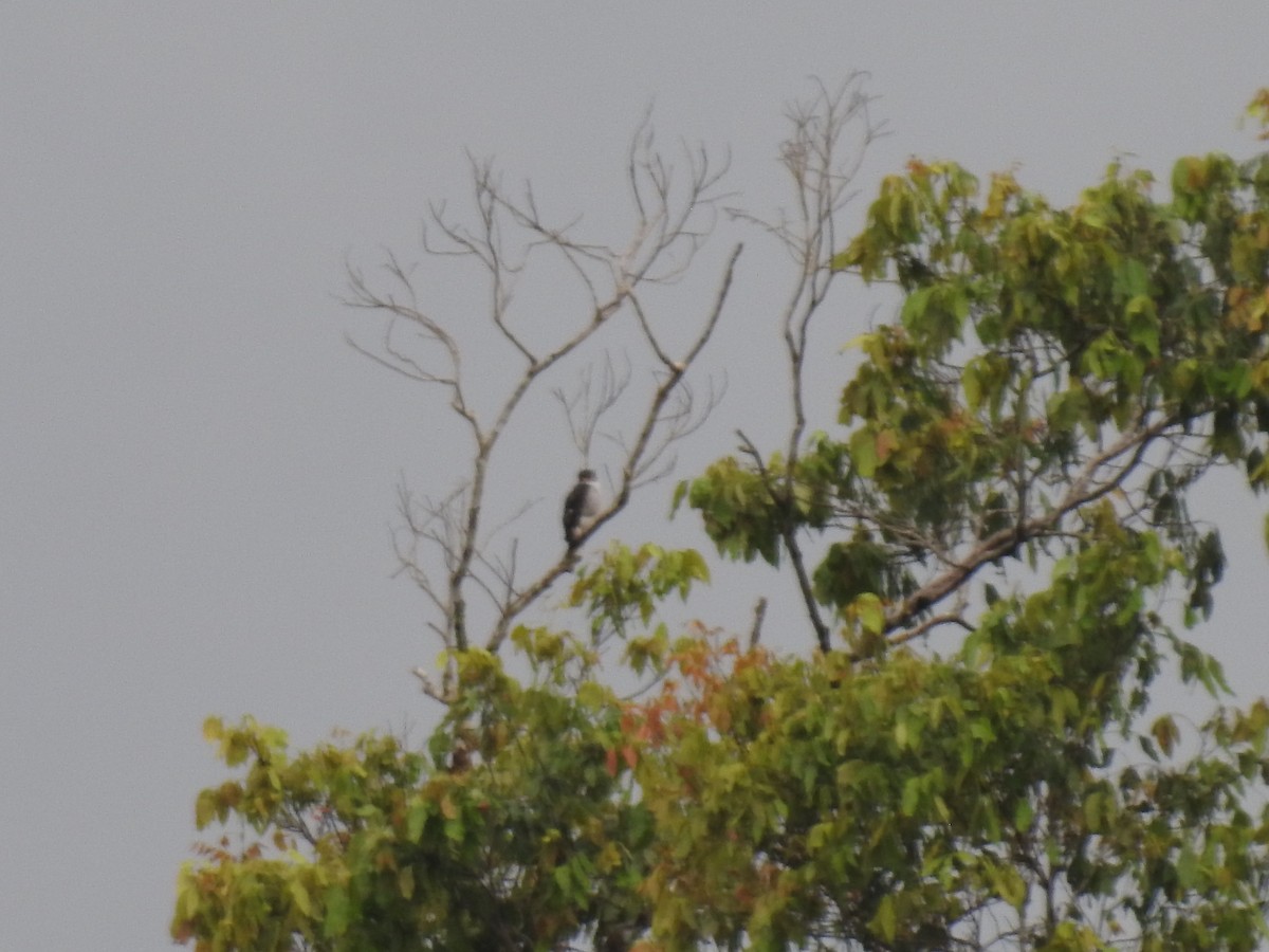 Tiny Hawk - ML639976326