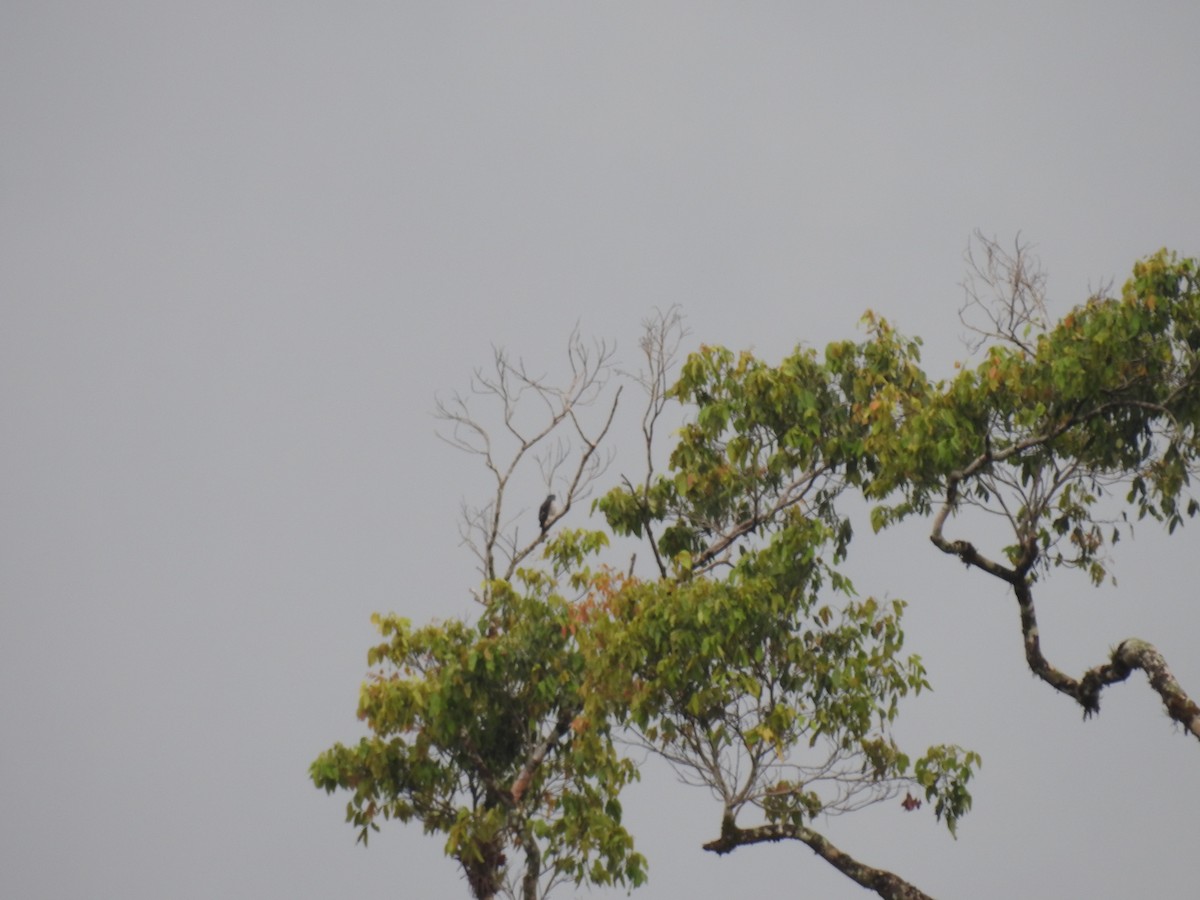 Tiny Hawk - ML639976328