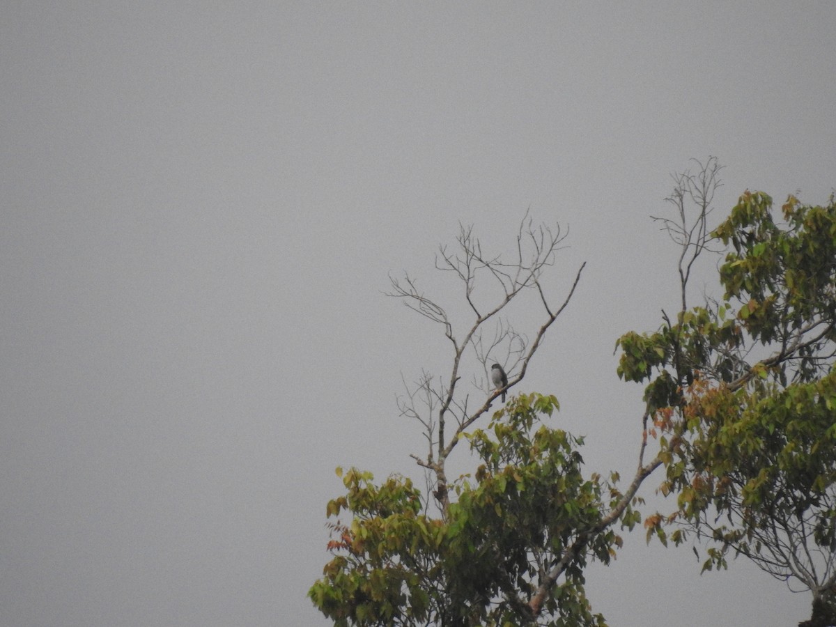Tiny Hawk - ML639976331