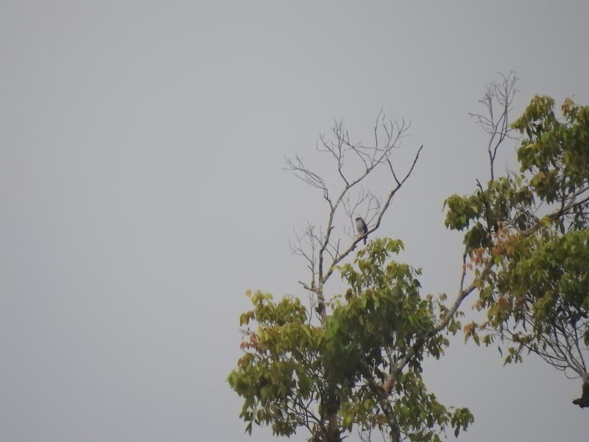 Tiny Hawk - ML639976332