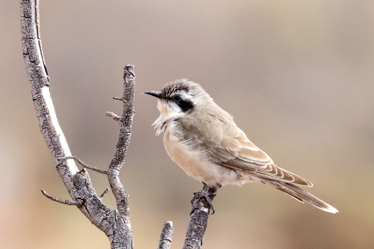 Black-eared Cuckoo - ML639976340