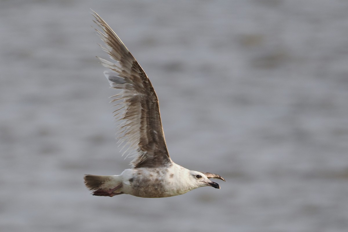 オオセグロカモメ - ML639976341