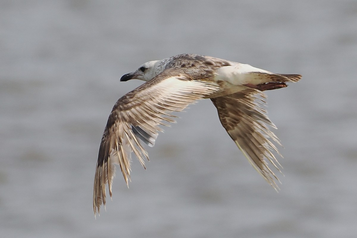 オオセグロカモメ - ML639976342