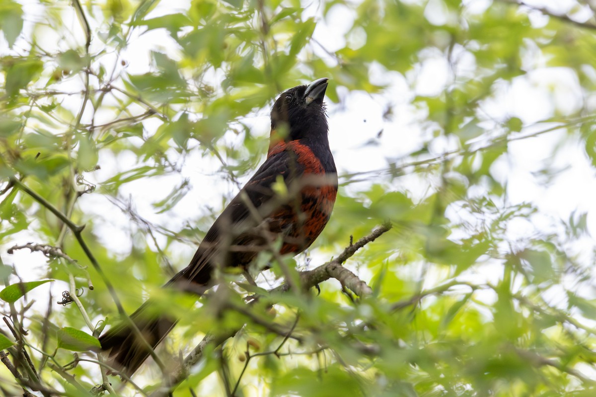 Crimson-collared Grosbeak - ML639976378