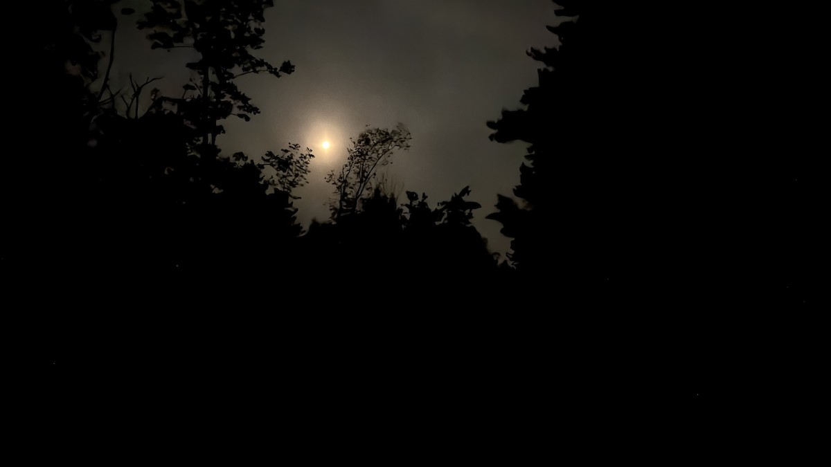 null - ML639976404