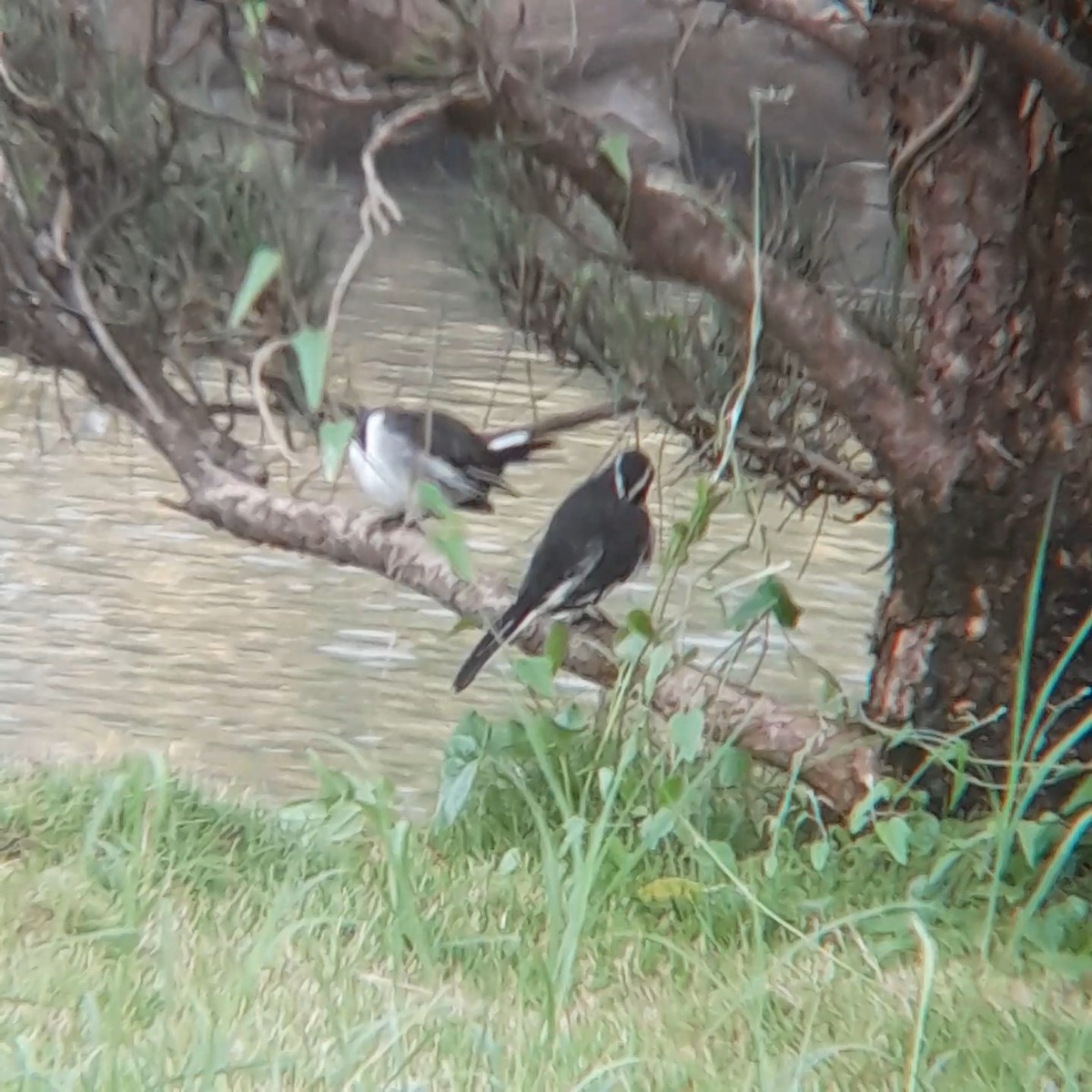 White-browed Wagtail - ML639976405