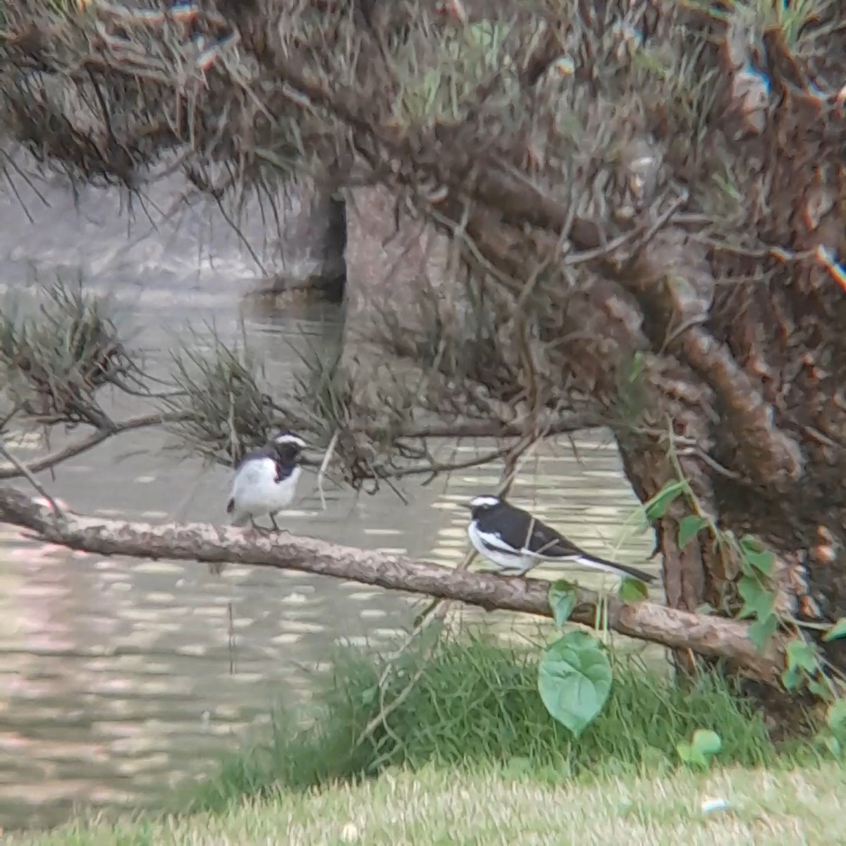 White-browed Wagtail - ML639976406