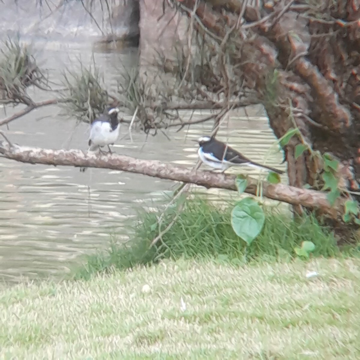 White-browed Wagtail - ML639976407