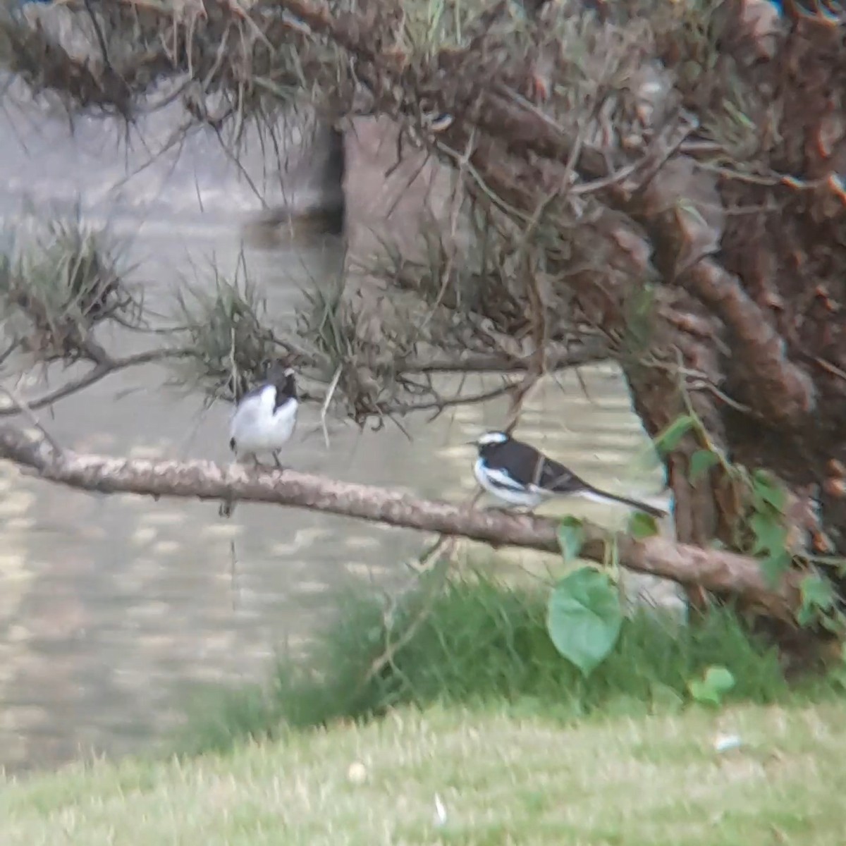White-browed Wagtail - ML639976409