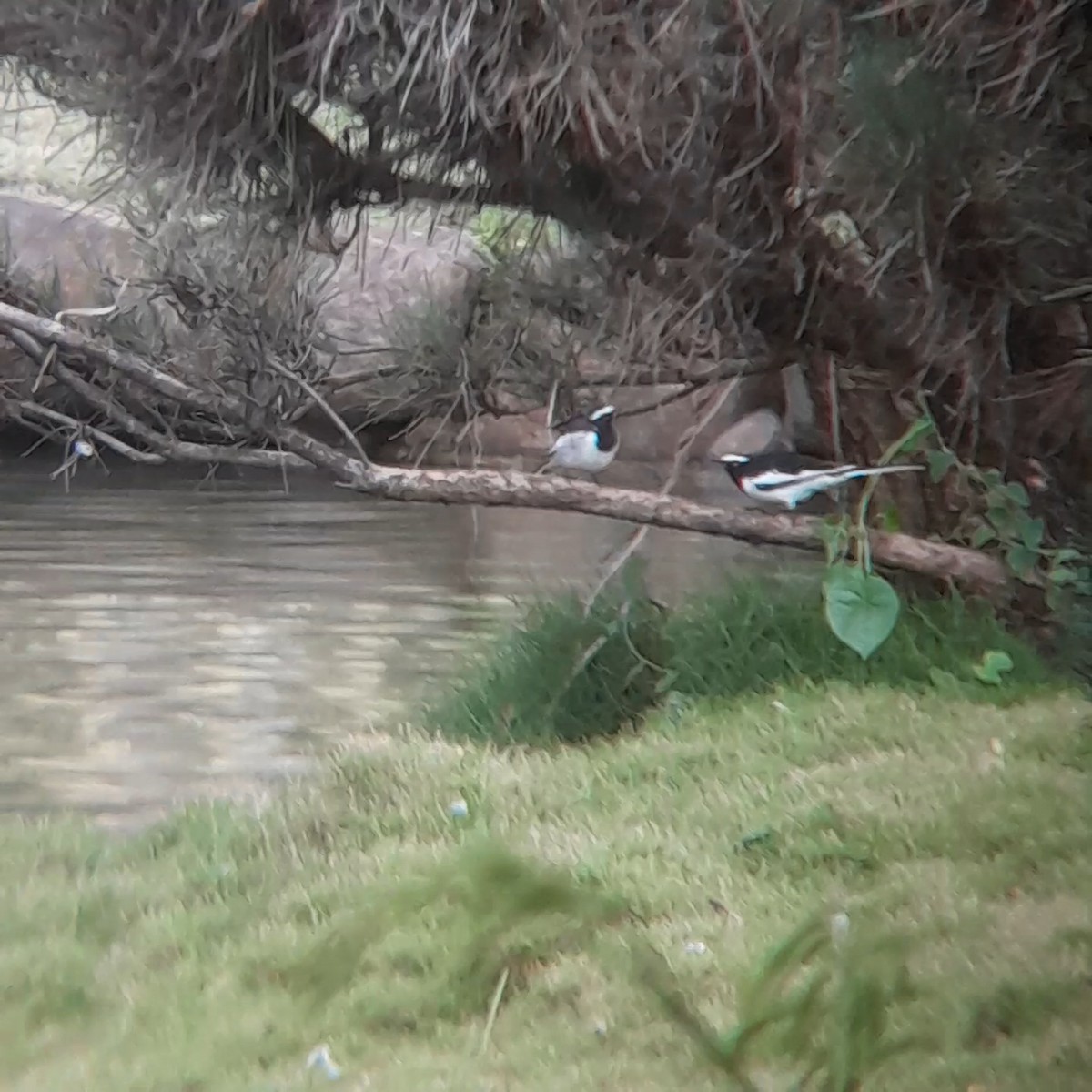 White-browed Wagtail - ML639976413