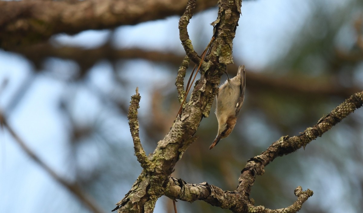 Brown-headed Nuthatch - ML639976482