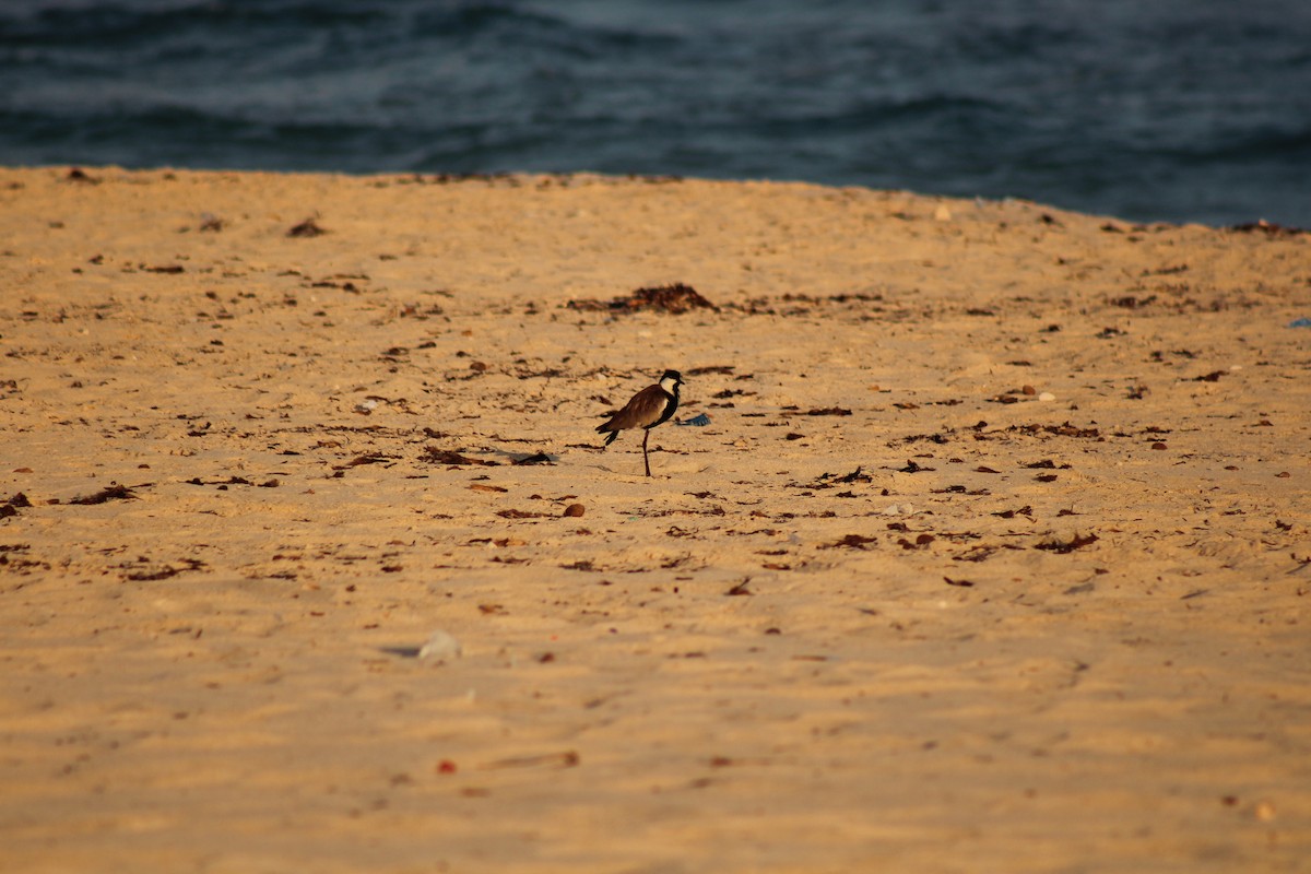 Spur-winged Lapwing - ML639976536