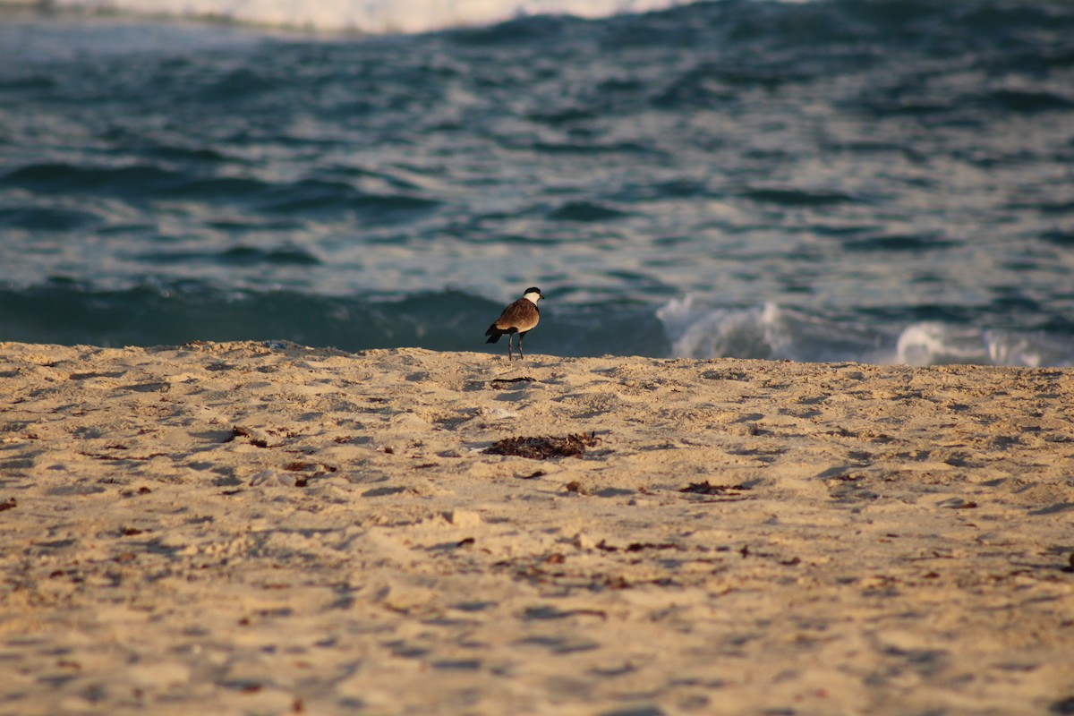 Spur-winged Lapwing - ML639976537
