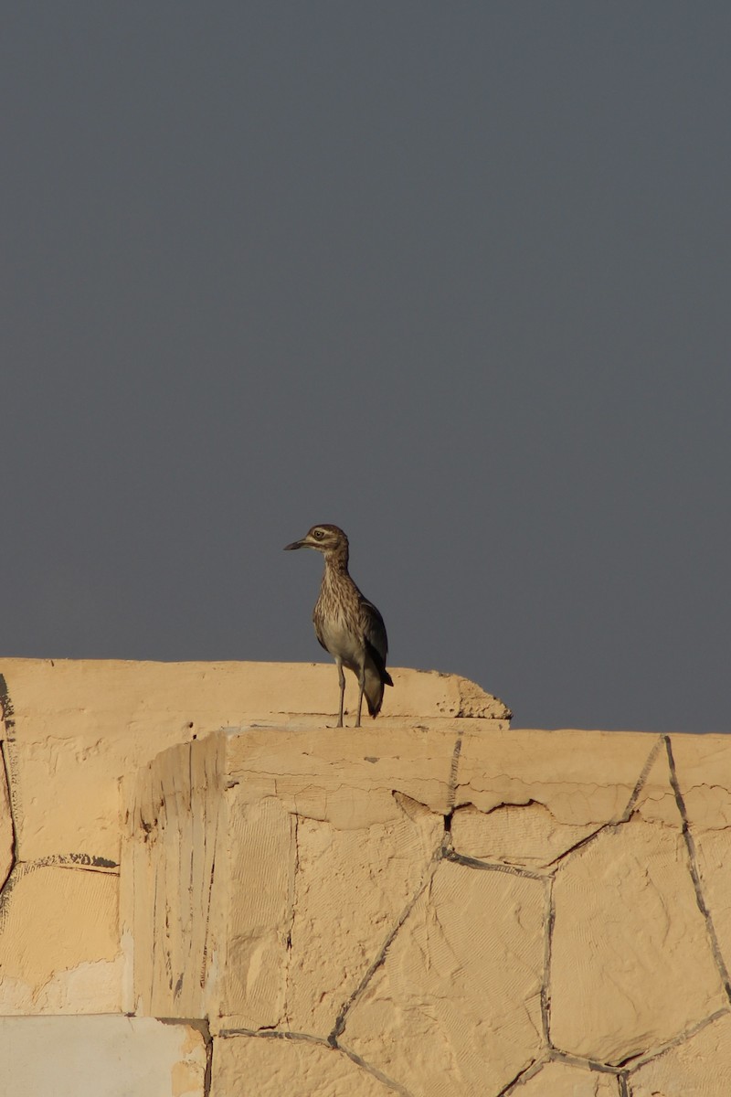 Senegal Thick-knee - ML639976543