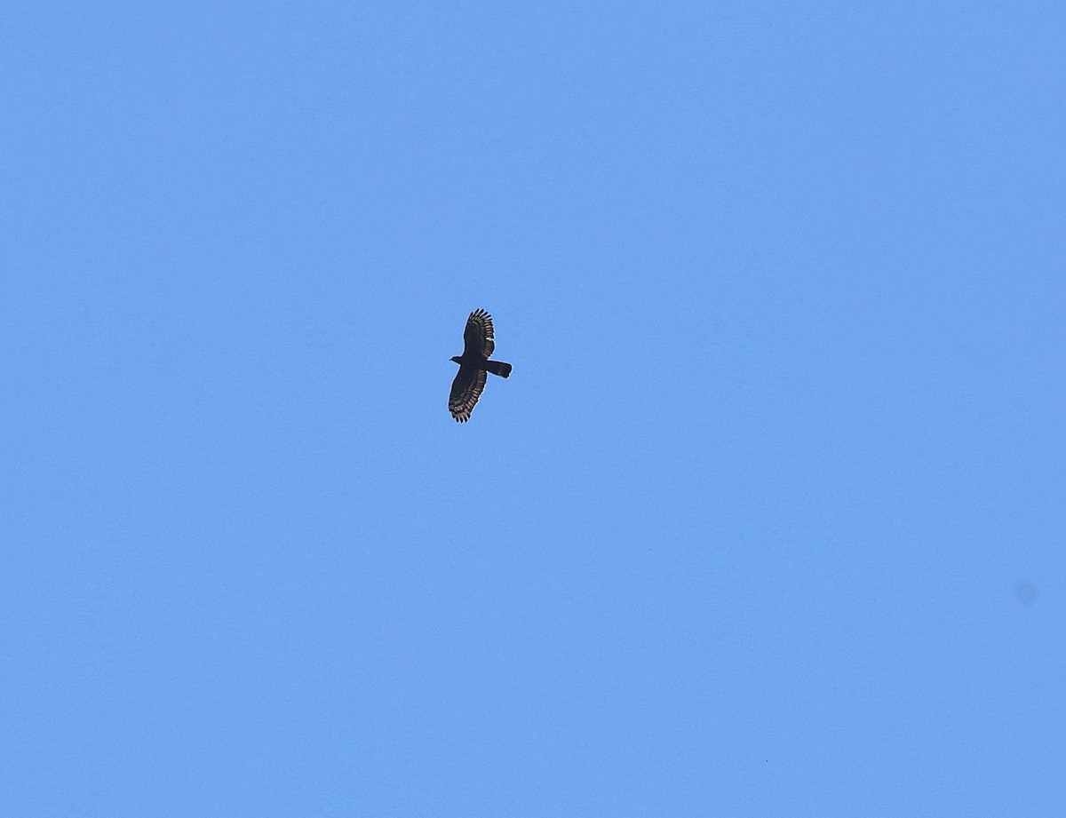 Falco pecchiaiolo orientale - ML639976544