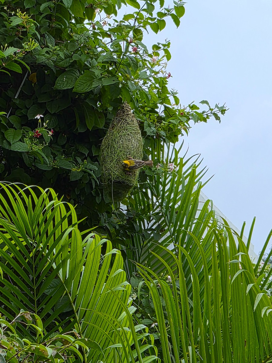 Baya Weaver - ML639976558