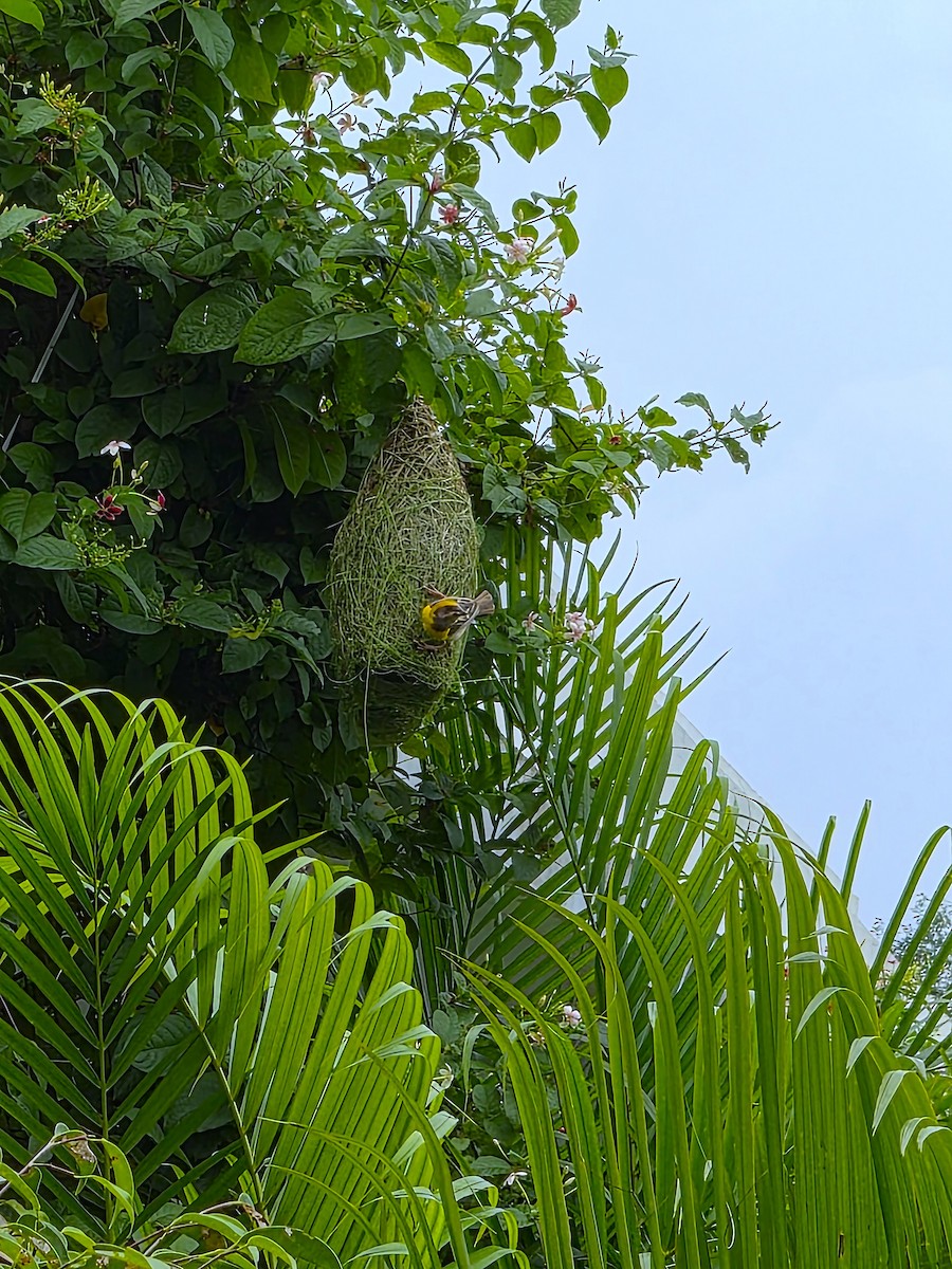Baya Weaver - ML639976559