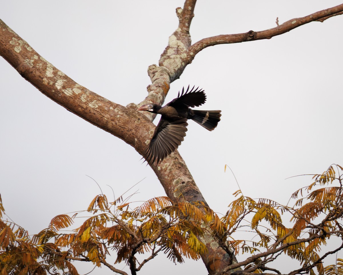Luzon Hornbill - ML639976568