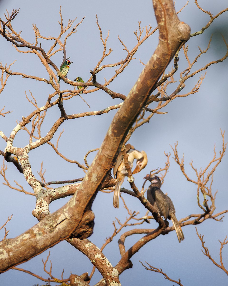 Luzon Hornbill - ML639976569