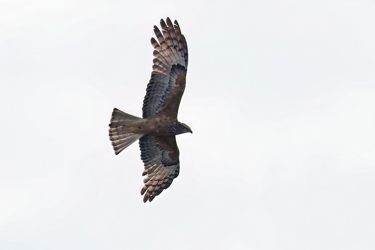 Square-tailed Kite - ML639976588